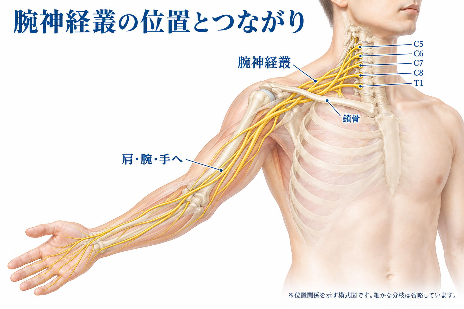 腕神経叢損傷で残りやすい症状は？後遺障害は何級になる？