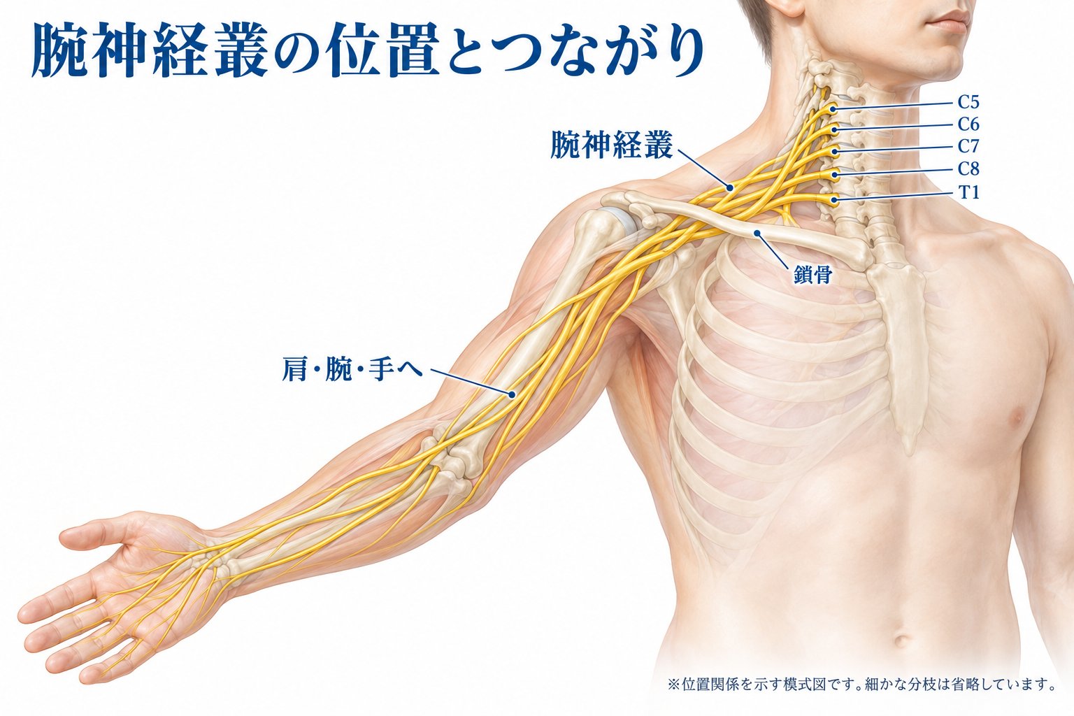 腕神経叢損傷で残りやすい症状は？後遺障害は何級になる？